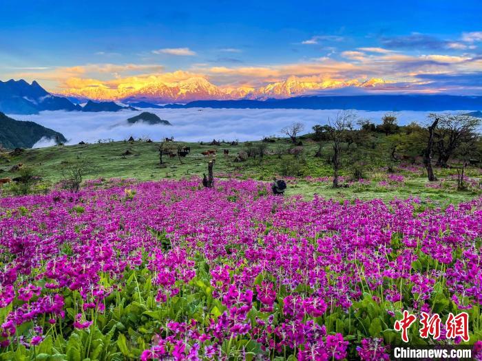 春天的牛背山花海?！∮稳仄?攝
