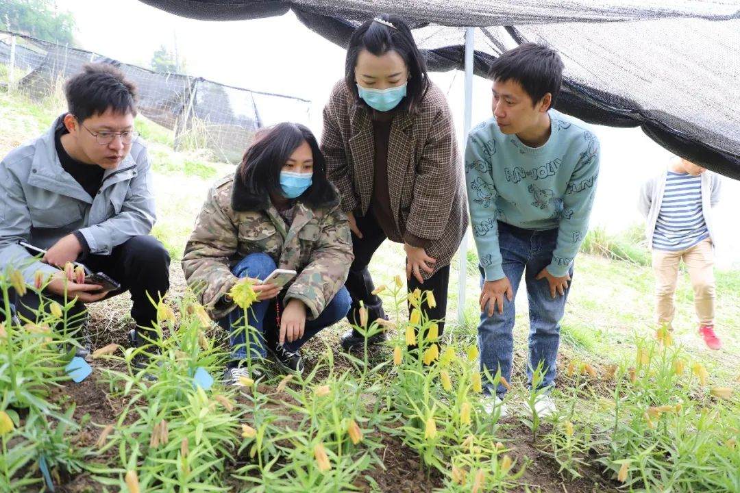 彭州對口支援工作組隊項目組查看瓦布貝母種植情況。彭州市宣傳部供圖