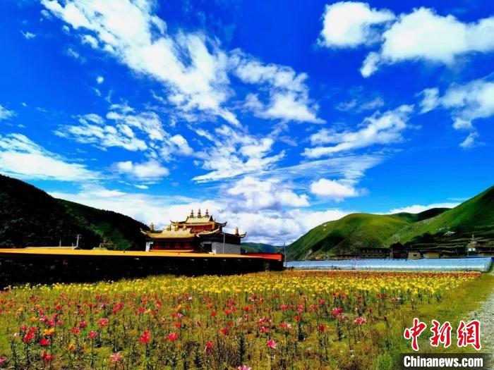 近百畝百合花競相開放，景色誘人?！∪捞量h委宣傳部供圖
