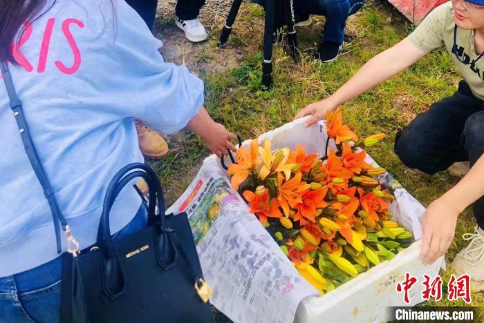 村民采摘百合花?！∪捞量h委宣傳部供圖