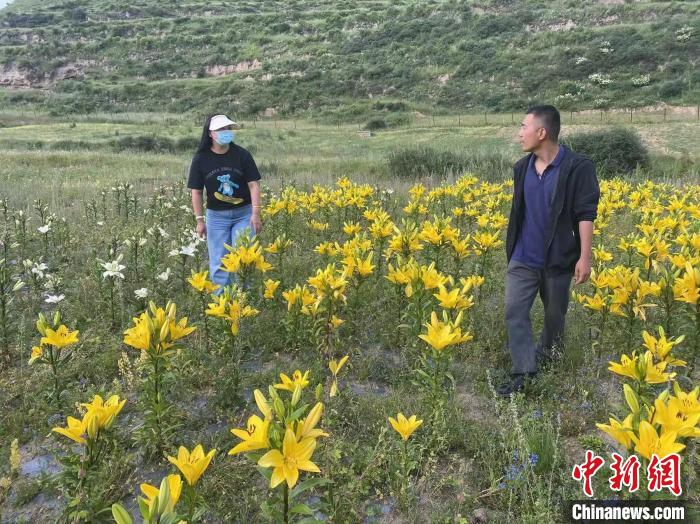 村民采摘百合花?！∪捞量h委宣傳部供圖