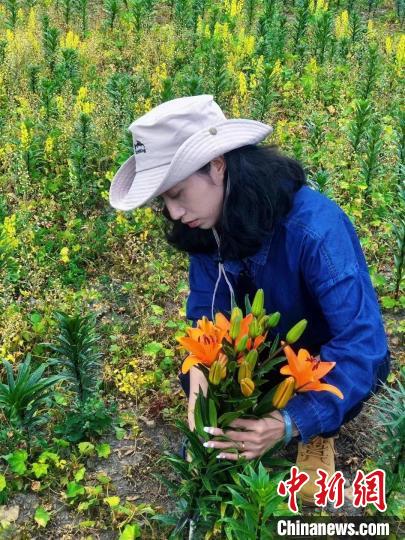 村民采摘百合花?！∪捞量h委宣傳部供圖