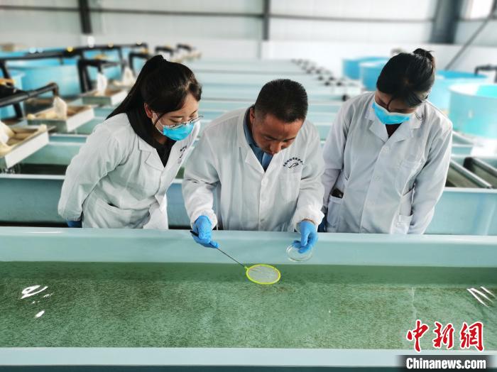 圖為工作人員檢查魚(yú)苗?！?zhí)砀?攝