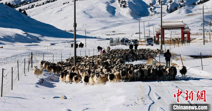 圖為村民在雪地上放牧?！《继m縣融媒體中心供圖