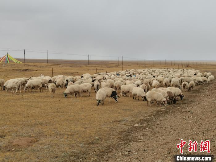 圖為瑪多藏羊?！‖敹嗫h委宣傳部 供圖
