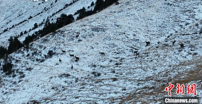 圖為巖羊和馬鹿集體在雪地里休憩?！《继m縣融媒體中心 供圖