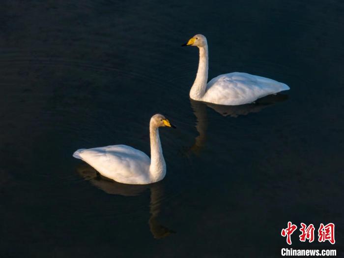 圖為兩只天鵝在湖中游蕩?！『螁⒔?攝