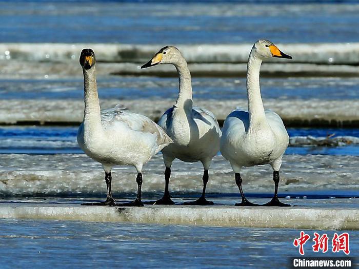 圖為三只天鵝在湖面上曬太陽(yáng)?！『螁⒔?攝