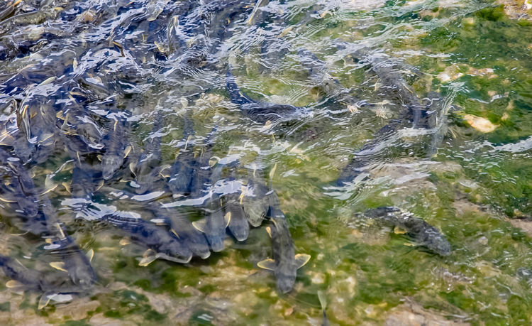 青海湖裸鯉（湟魚(yú)）洄游。周元峰攝