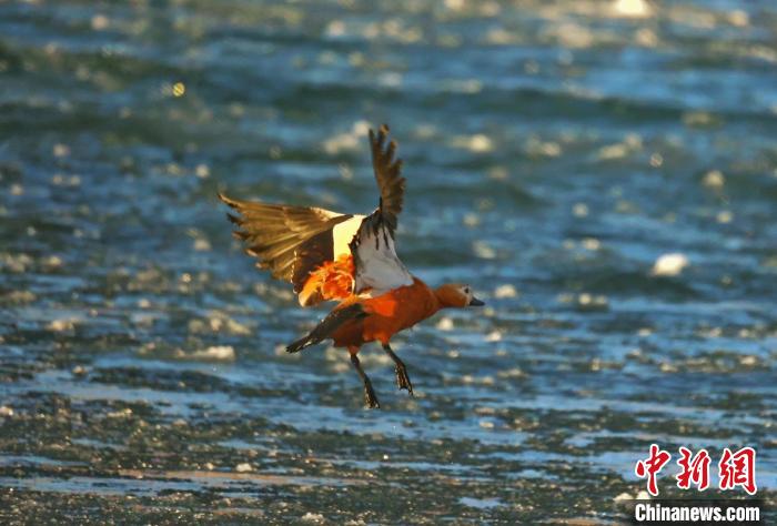 圖為赤麻鴨貼著水面飛行?！“兹斩〔冀?攝