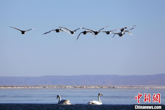 圖為大天鵝在青海湖上空飛翔?！●R怡睿 攝