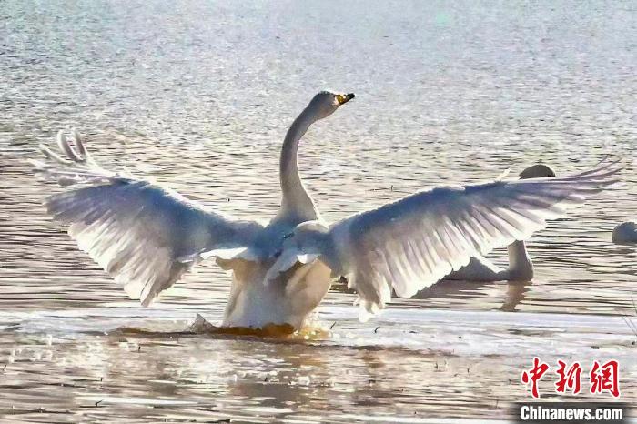 圖為一只大天鵝在水中沐浴?！?yán)桉 攝