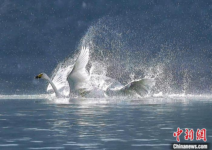 圖為大天鵝在水中嬉戲?！?yán)桉 攝