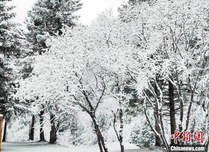 大熊貓國家公園王朗片區(qū)春雪如畫，宛若仙境。　羅春平 攝