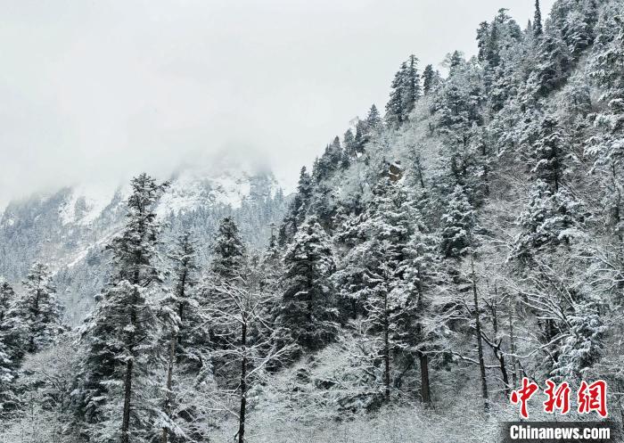 大熊貓國家公園王朗片區(qū)春雪如畫，宛若仙境。　羅春平 攝