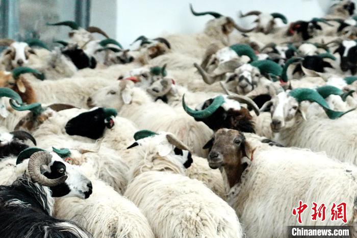 圖為被評為國家農(nóng)產(chǎn)品地理標(biāo)志保護(hù)產(chǎn)品的剛察藏羊進(jìn)場入圈。　蔡志睿 攝