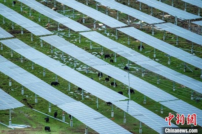 柯拉光伏板距地面高度超過1.8米，可滿足植被生長需要，又能保障牛羊放牧空間，實現(xiàn)“牧光”互補?！⒅铱?攝