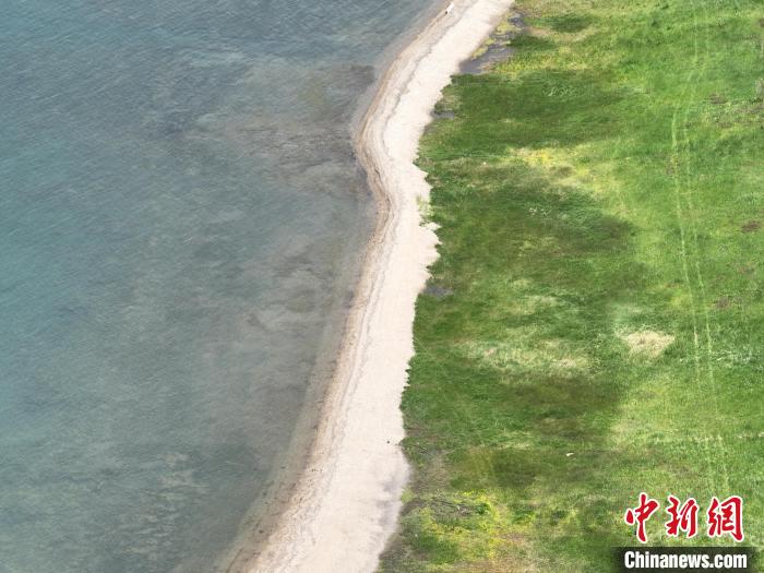 圖為航拍仲夏時(shí)節(jié)，青海湖畔綠茵如毯?！∑钤鲚?攝