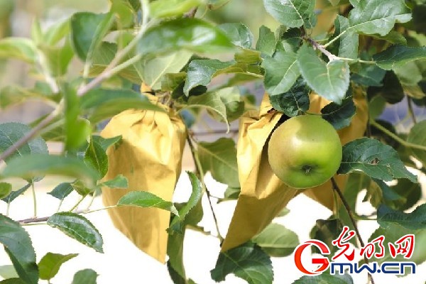 我們的家園｜小蘋果帶動(dòng)大產(chǎn)業(yè)，帶你看看這座阿壩州小村的鄉(xiāng)村振興新模式