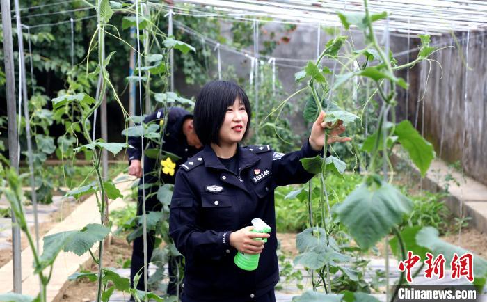 圖為李冬雪在溫室大棚里勞作?！∥鞑爻鋈刖尺叿罊z查總站供圖