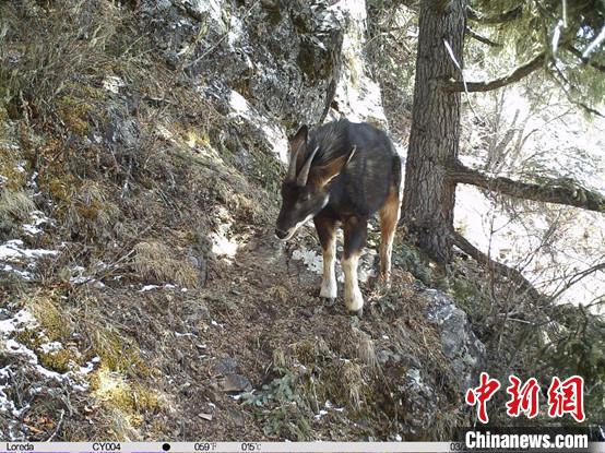 圖為相同位點(diǎn)記錄到的國(guó)家二級(jí)重點(diǎn)保護(hù)野生動(dòng)物—中華鬣羚?！≈袊?guó)科學(xué)院昆明動(dòng)物研究所提供