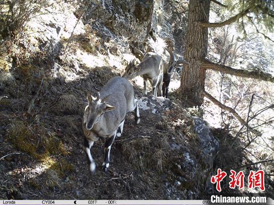 圖為相同位點(diǎn)記錄到的雪豹主要獵物—巖羊。　中國(guó)科學(xué)院昆明動(dòng)物研究所提供