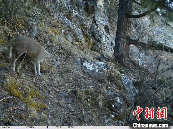 圖為相同位點(diǎn)記錄到的國(guó)家一級(jí)重點(diǎn)保護(hù)野生動(dòng)物—馬麝?！≈袊?guó)科學(xué)院昆明動(dòng)物研究所提供