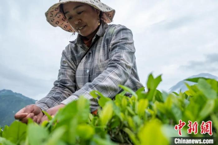 圖為墨脫縣背崩鄉(xiāng)門巴族民眾采摘茶葉。