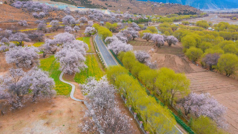 林芝桃花盛開。 張靜攝