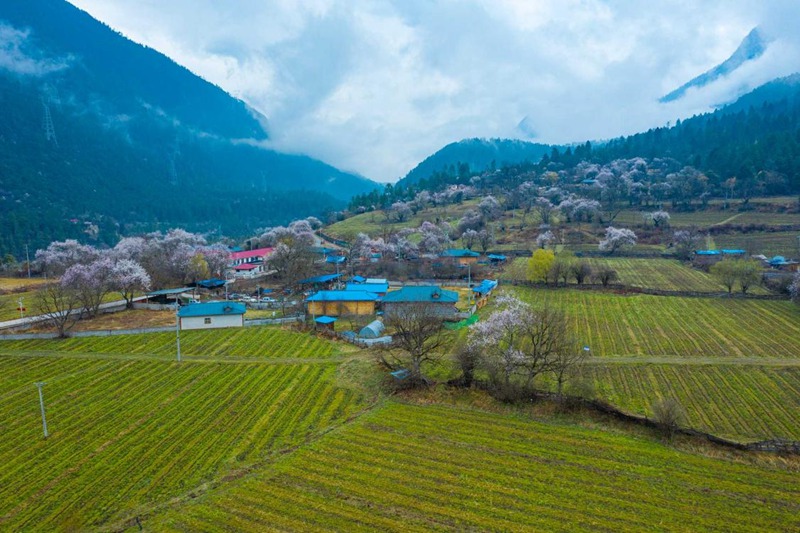 桃花村。 張靜攝