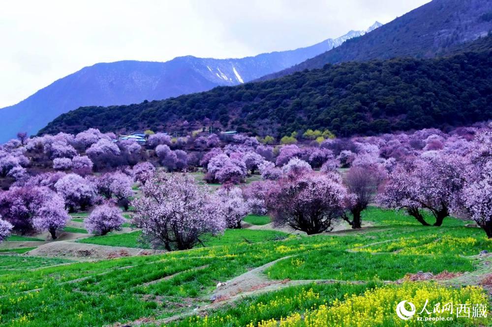 一樹(shù)樹(shù)野桃花開(kāi)得正艷。人民網(wǎng) 李海霞攝
