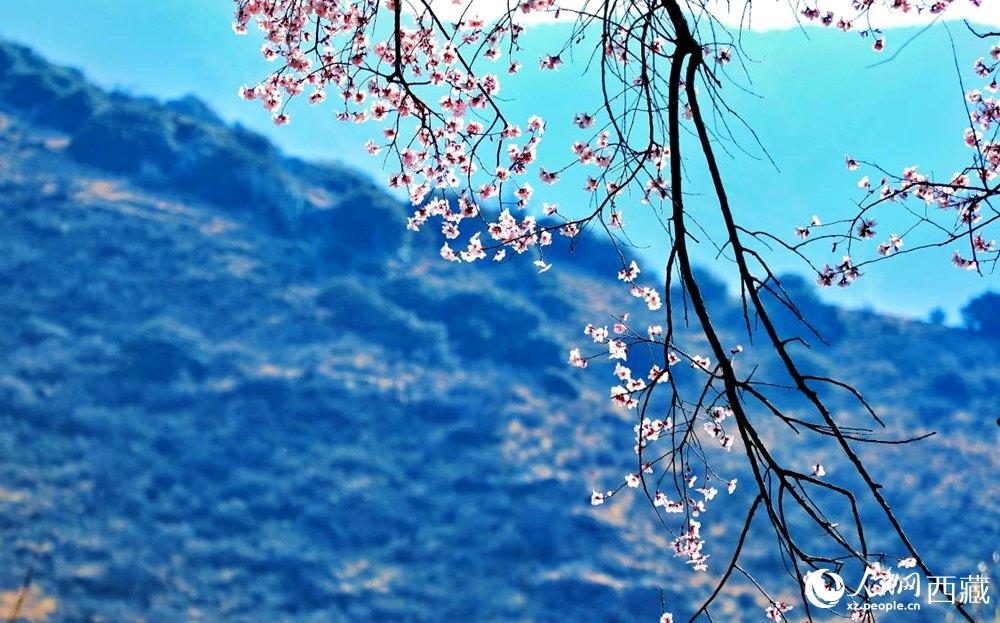 清麗的桃花。人民網(wǎng) 李海霞攝