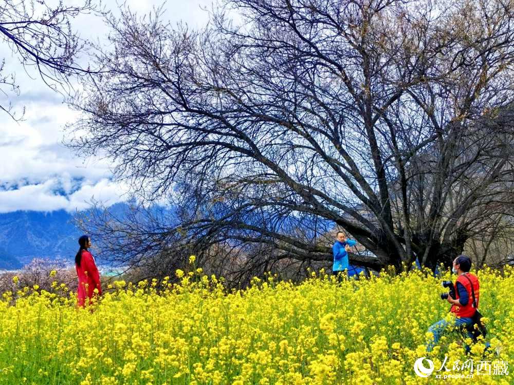 游客在桃花下拍照留念。人民網(wǎng) 李海霞攝