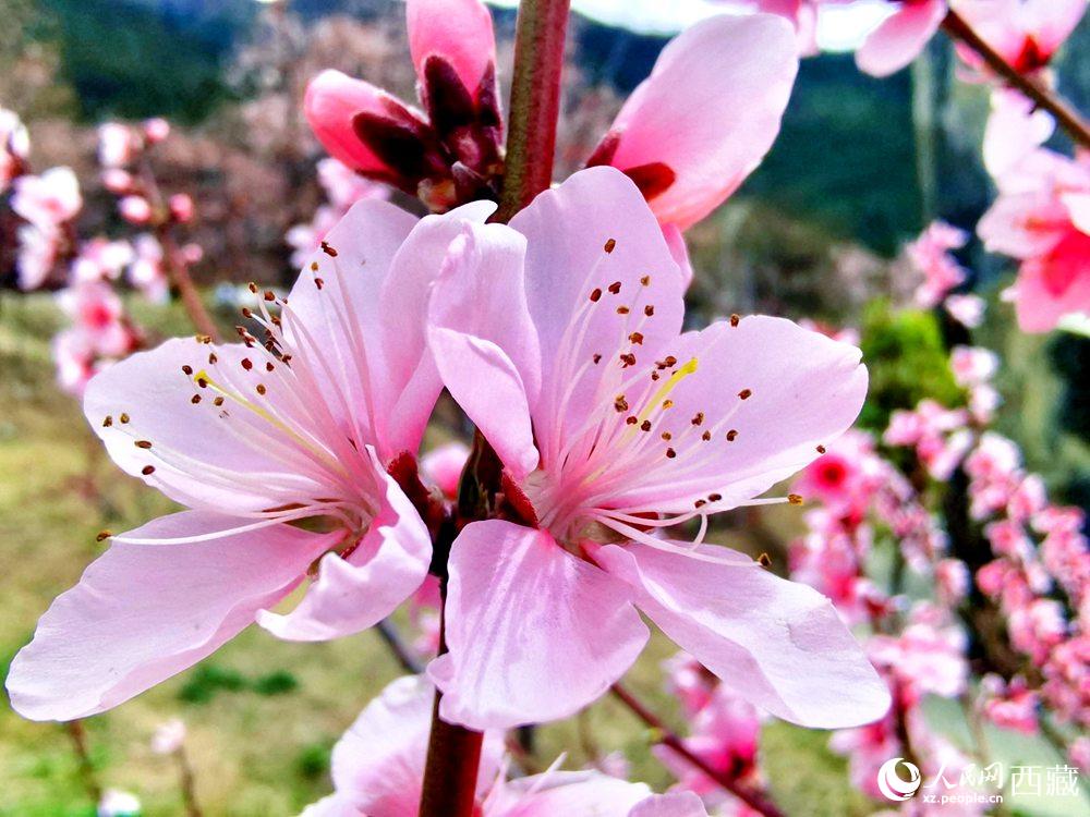 林芝桃花開(kāi)。人民網(wǎng) 李海霞攝