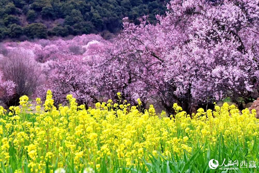 桃花與油菜花交相輝映。人民網(wǎng) 李海霞攝