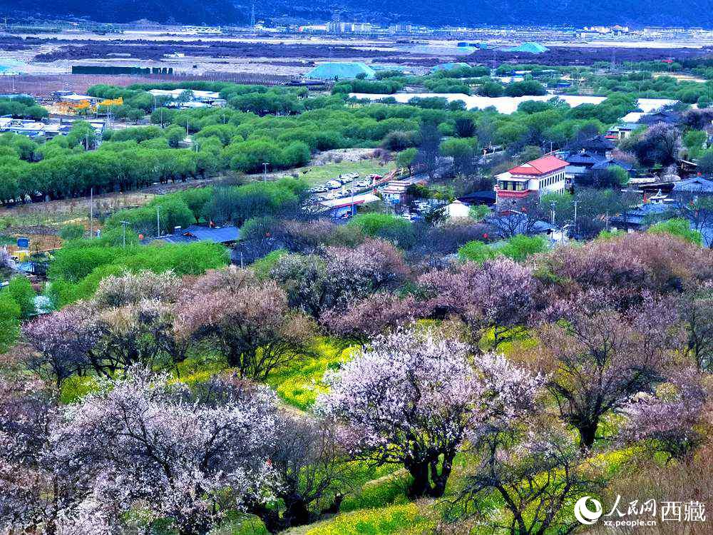 漫山開(kāi)放的野桃花。人民網(wǎng) 李海霞攝