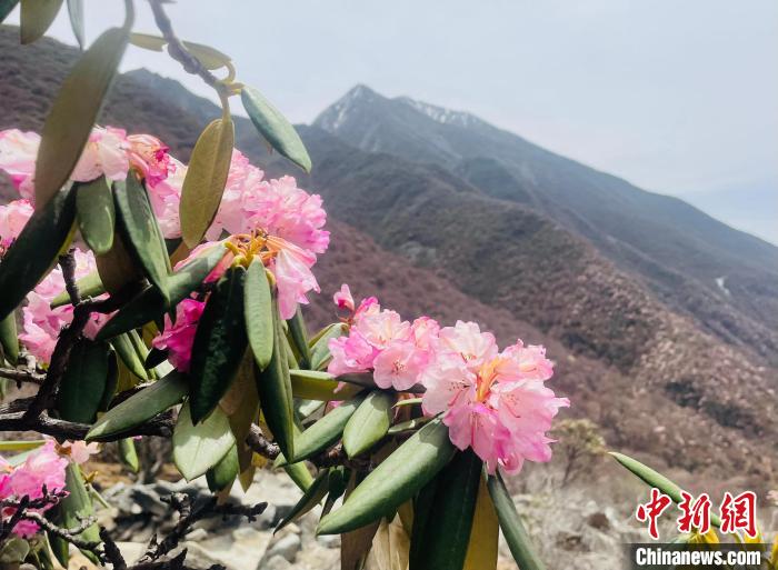 近日，西藏自治區(qū)山南市加查縣索囊溝的杜鵑花競(jìng)相綻放?！∪轿木?攝