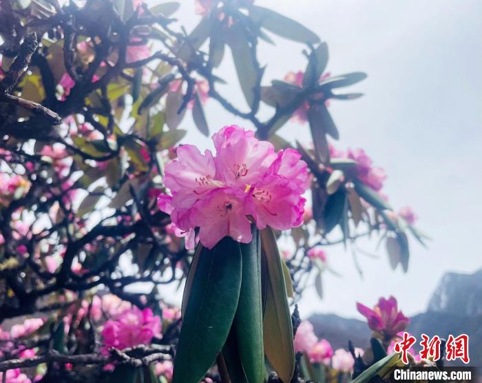 近日，西藏自治區(qū)山南市加查縣索囊溝的杜鵑花競(jìng)相綻放。　冉文娟 攝