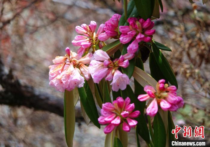 近日，西藏自治區(qū)山南市加查縣索囊溝的杜鵑花競(jìng)相綻放?！∪轿木?攝
