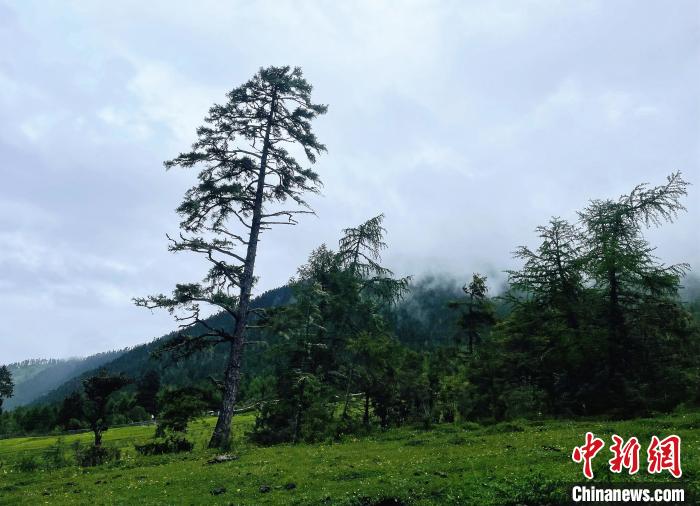 6月10日，魯朗小鎮(zhèn)高山牧場(chǎng)景區(qū)風(fēng)光?！∪轿木?攝
