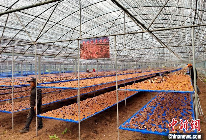 圖為紅太陽科技示范家庭農(nóng)場采收的靈芝?！∑酱胪喙﹫D