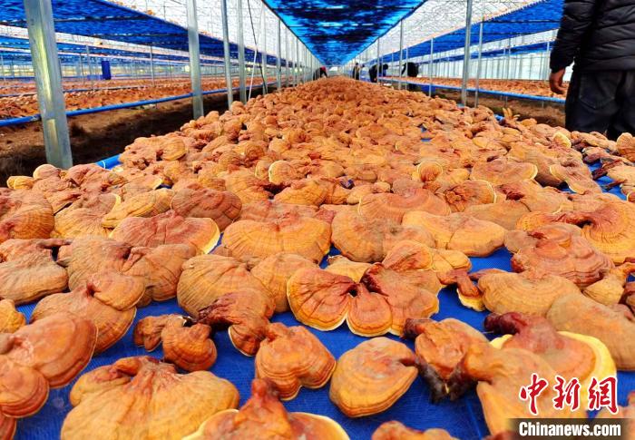 圖為紅太陽科技示范家庭農(nóng)場采收的靈芝?！∑酱胪喙﹫D