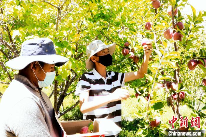 圖為西藏阿里札達(dá)縣底雅鄉(xiāng)村民在自家果園采摘果實(shí)?！“⑼?攝
