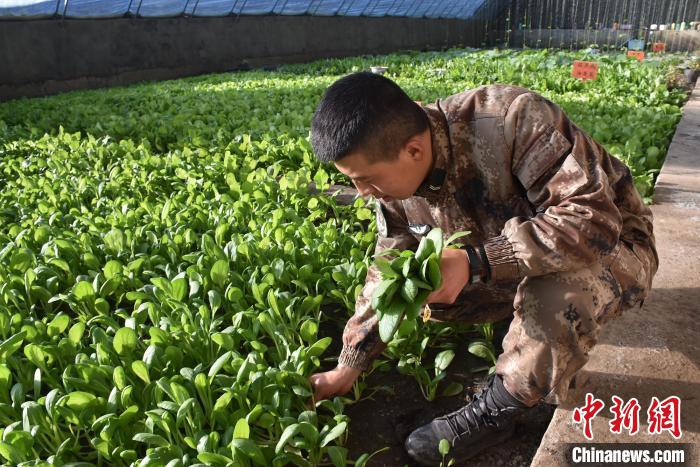 圖為阿里軍分區(qū)某邊防團(tuán)官兵在溫室摘菜。　陳嘯岳 攝