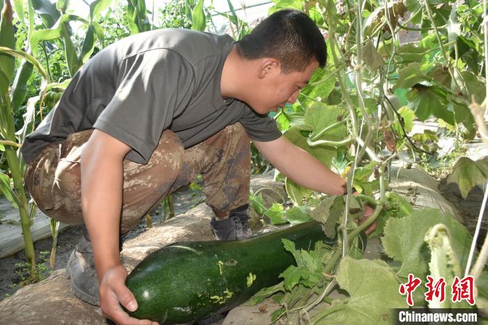 圖為阿里軍分區(qū)某邊防團(tuán)官兵在溫室摘菜?！￡悋[岳 攝