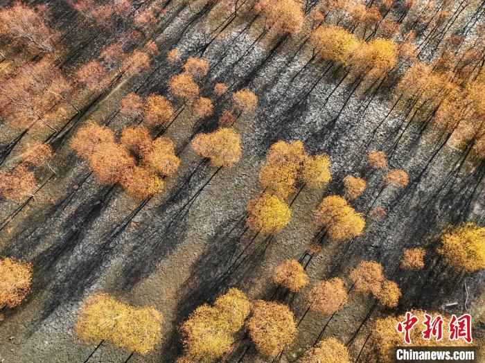入冬時節(jié)，雅魯藏布江畔的樹林一片金黃?！《拘?攝