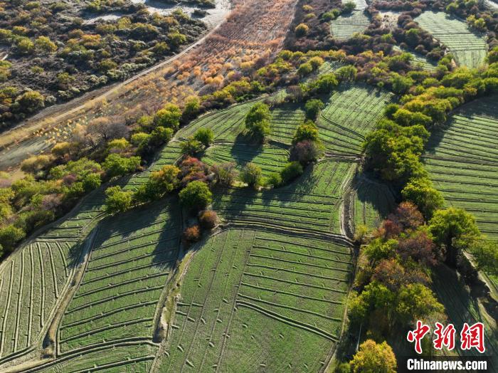 圖為11月8日，雅魯藏布江畔的高原梯田?！《拘?攝