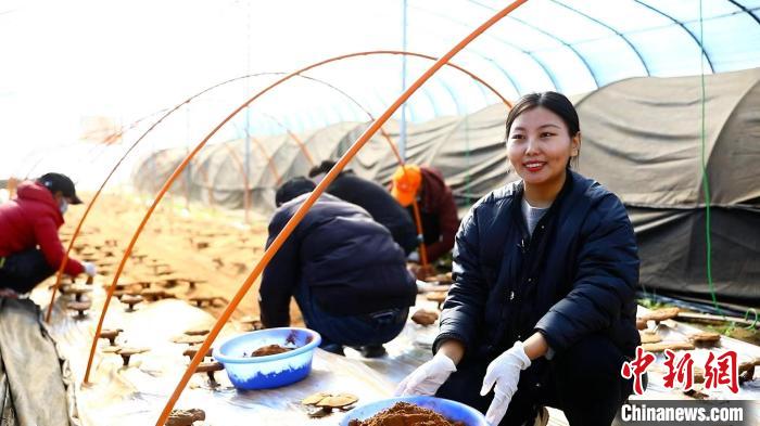 圖為農(nóng)民采收靈芝孢子粉。　鄧巴 攝