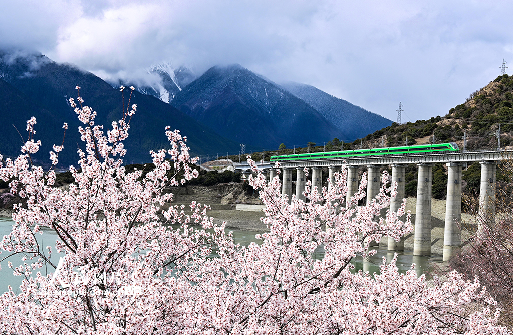 西藏林芝：雪域高原列車穿越花?！?】