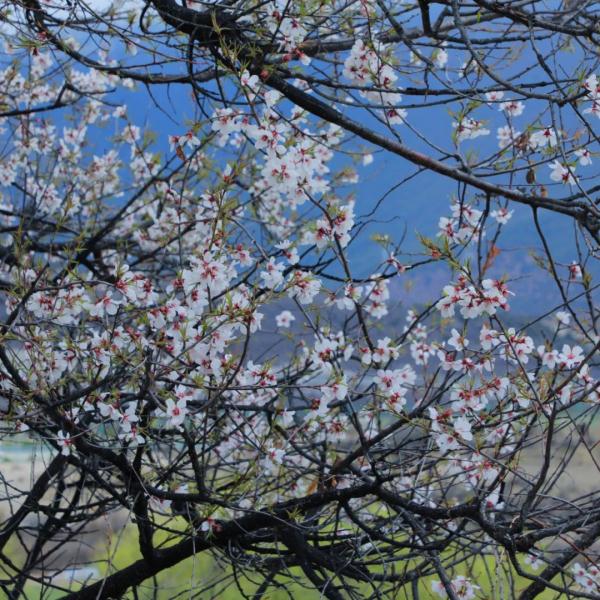 人間桃花源！林芝桃花有多絕？